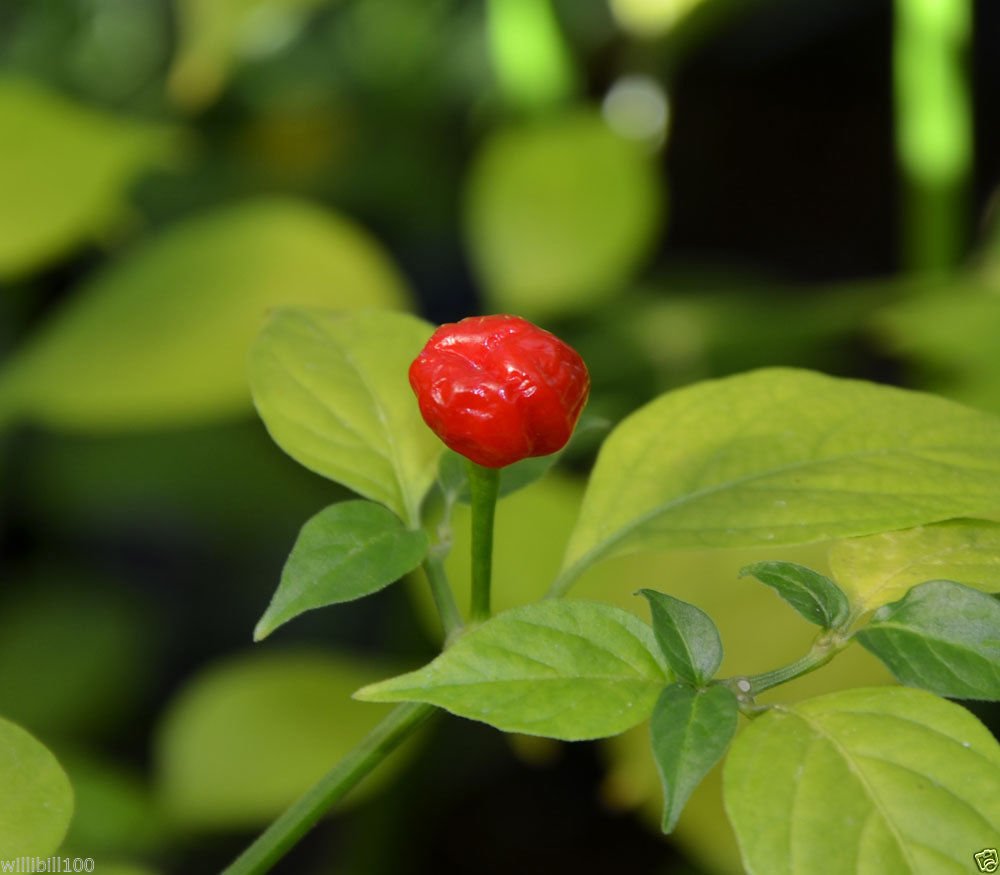 10 BOD'E Hot Pepper Seeds - Super Spicy Brazilian Tiny Pepper with Fruity Flavor | Perfect for Home Gardening, Cooking, and DIY Hot Sauce Making
