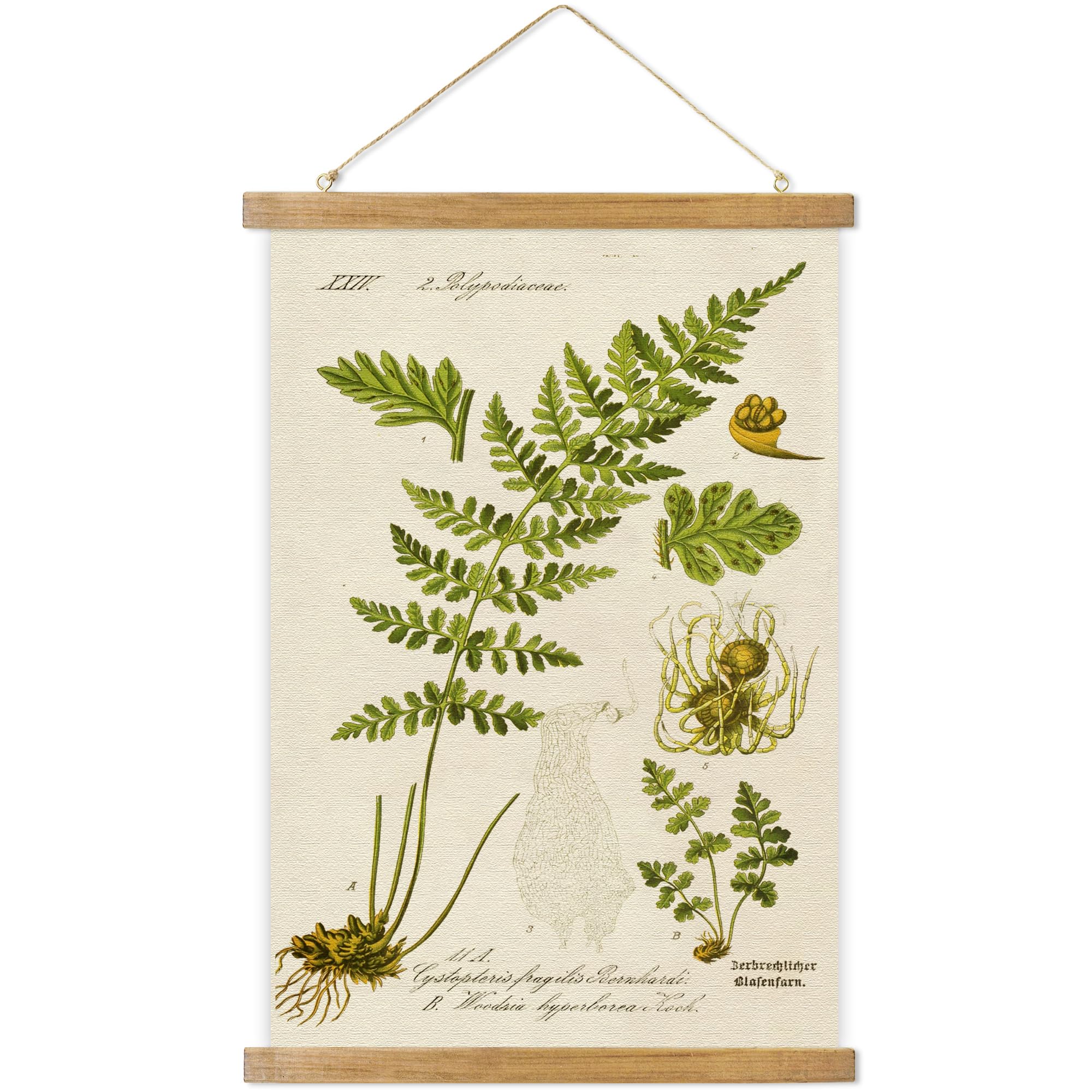 Vintage Botanical Wall Art Prints - Retro Plant Hanging Poster with Wood Frame, Linen Printed Ready to Hang - Perfect for Home Decor, Office, Living Room & Bedroom Wall Decoration