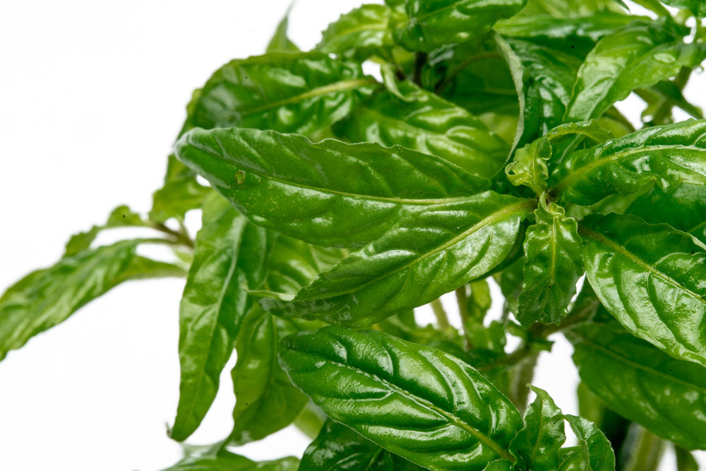 Staurogyne Porto Velho Aquatic Plant for Freshwater Aquariums - Perfect for Aquascaping, Fish Tanks & Planted Aquariums