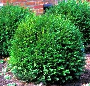Green Gem Boxwood - 3ft Evergreen Shrub (10 Live Plants in Gallon Pots) - Low Maintenance, No Pruning Needed - Perfect for Hedges, Borders & Landscaping - DAS Farms (Excludes California)
