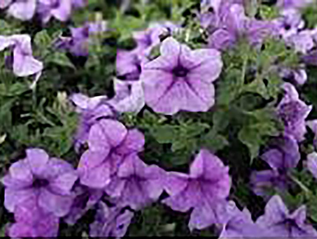 Fire Chief Red Petunia Seeds - 4500 Premium Tiny Flower Seeds for Garden, Landscaping & Hanging Baskets - First Ever True Red Petunia Variety