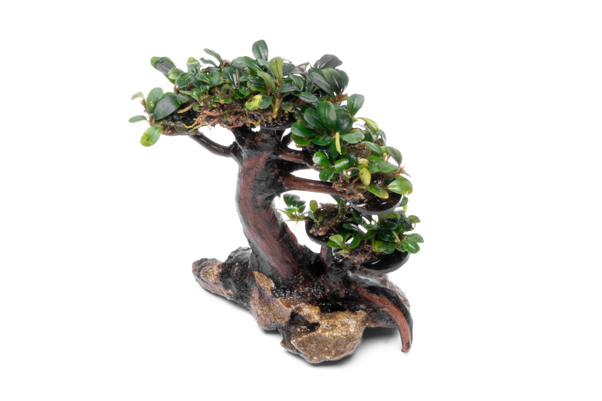 Bucephalandra Bonsai Tree - Live Aquatic Plant for Aquascaping | Perfect for Fish Tanks, Aquariums & Terrariums | Low Maintenance Freshwater Plant Decor