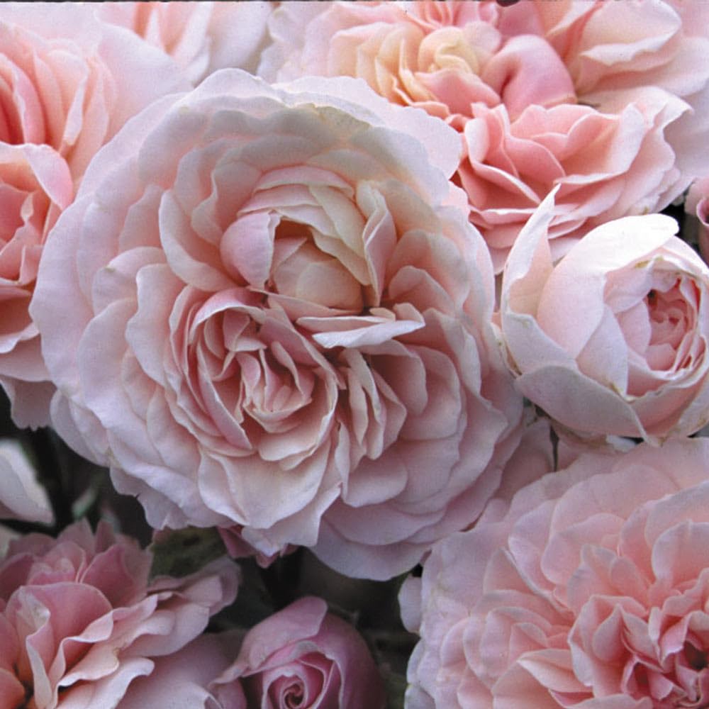 Heirloom Roses Lexy™ Pink Rose Bush - Hybrid Musk Live Outdoor Plant for Garden, Landscaping & Home Decor | Perfect for Planting in Flower Beds, Borders & Containers