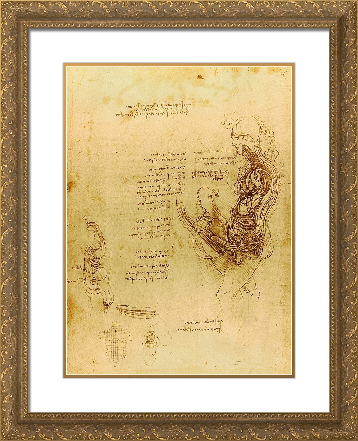 Leonardo Da Vinci 'Coition of a Hemisected Man and Woman' 20x24 Inch Gold Ornate Framed Art Print with Double Mat - Renaissance Wall Decor for Home, Office & Gallery Display