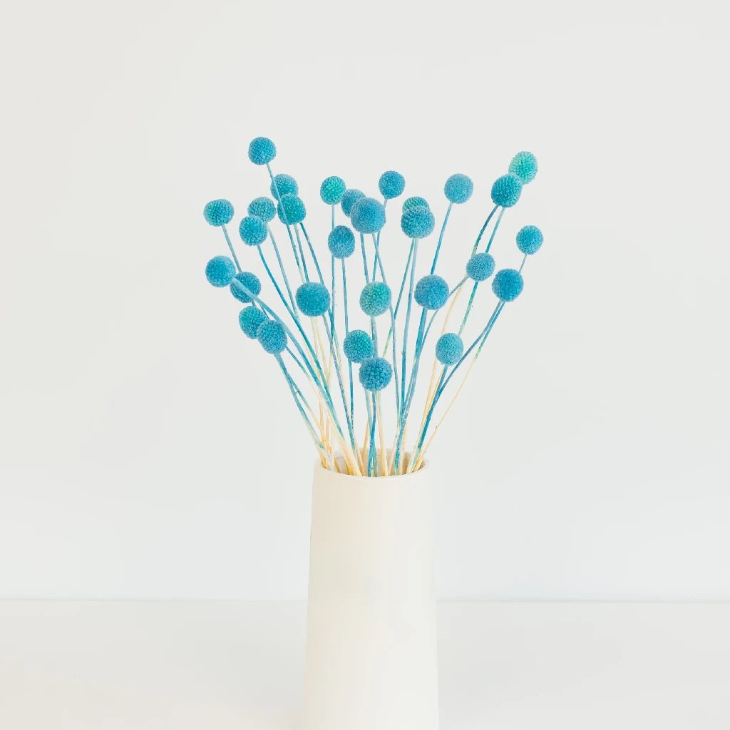 Baby Blue Dried Craspedia Billy Balls | Natural Floral Decor for Weddings, Home & DIY Crafts | Perfect for Bouquets, Centerpieces & Gift Wrapping