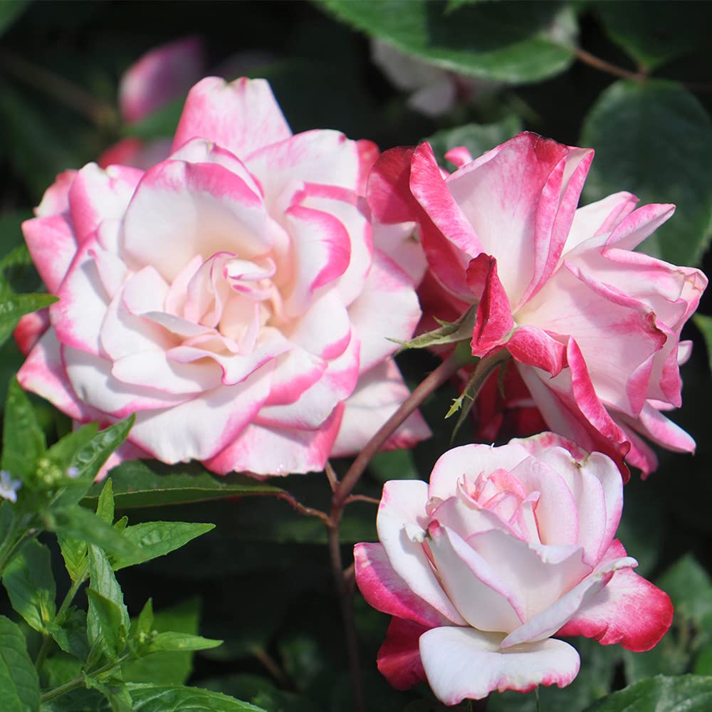Candy Cane Cocktail Floribunda Rose Bush - Live Heirloom Rose Plant for Outdoor Garden Planting | Perfect for Landscaping, Flower Beds & Romantic Garden Decor