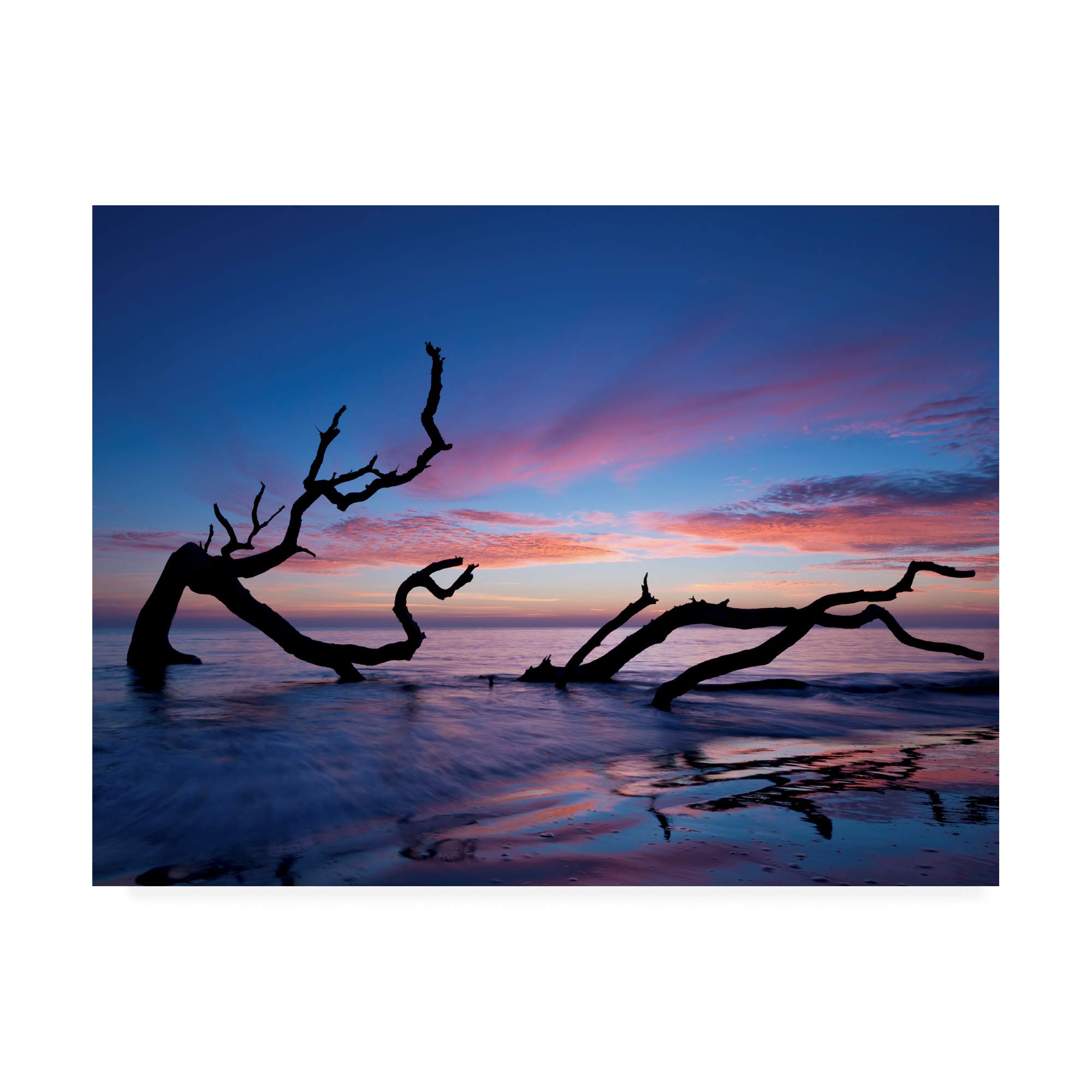 Trademark Fine Art Driftwood Beach by PHBurchett - 35x47 Inches Coastal Wall Art - Perfect for Beach House Decor, Living Room & Office