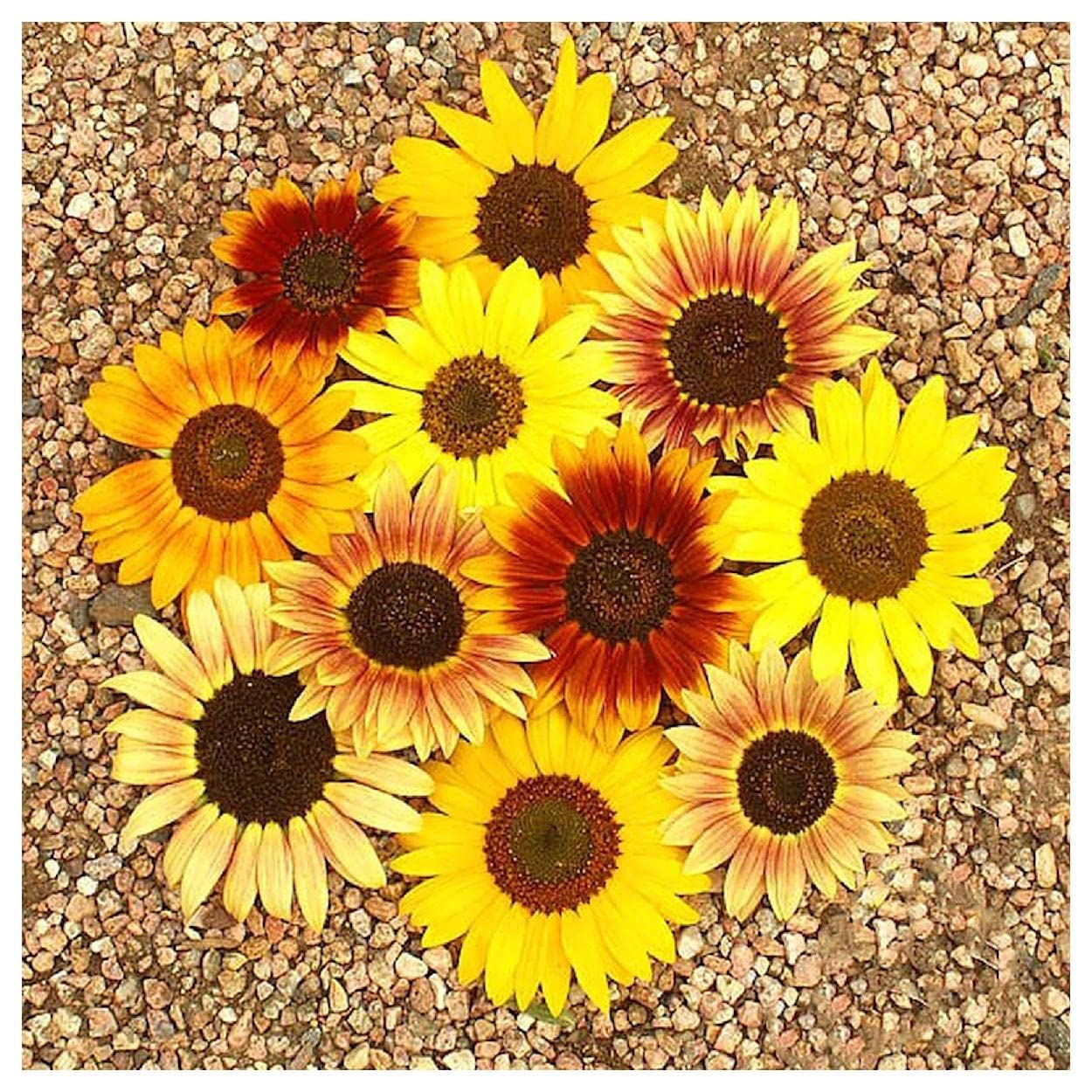 Everwilde Farms 100 Autumn Beauty Sunflower Wildflower Seeds - Gold Vault Jumbo Seed Packet for Garden Planting, Landscaping & Pollinator Gardens