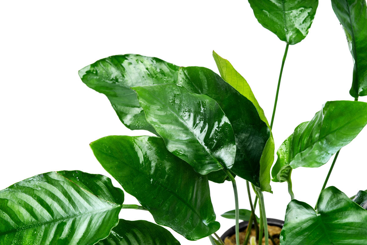 Anubias Barteri Live Aquarium Plant - Large Mother Plant for Fish Tanks, Aquascaping & Aquatic Gardens | Perfect for Beginners & Low Light Aquariums