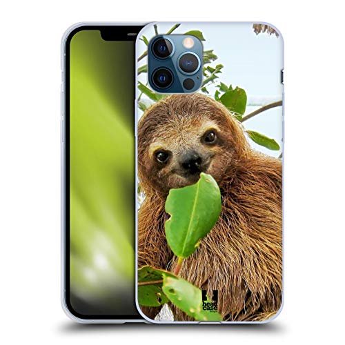 Three Toed Sloth