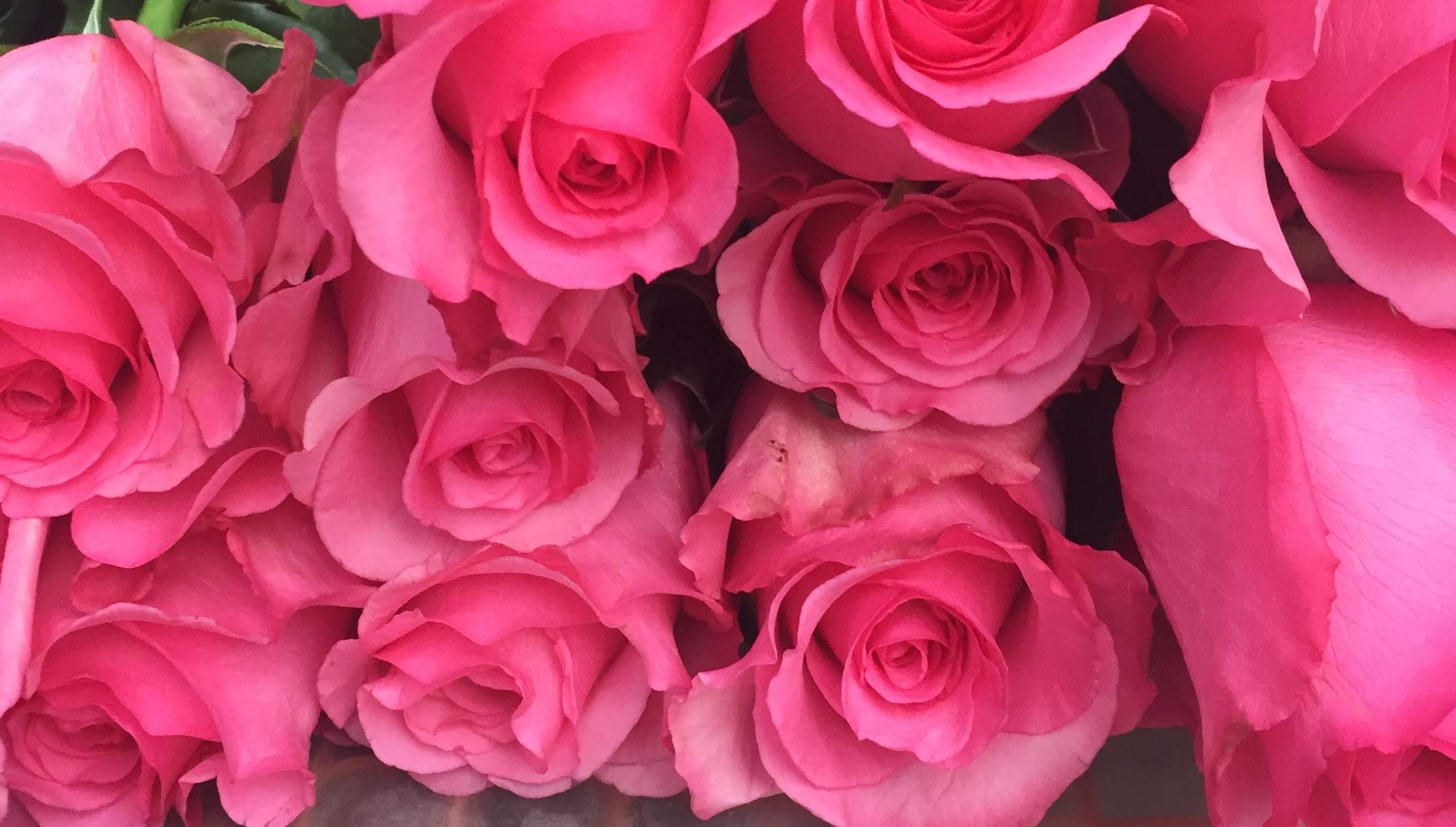 Dream Cut Flowers - 100 Fresh Pink Cut Roses for Weddings, Anniversaries & Romantic Gifts | Premium Long-Lasting Blooms