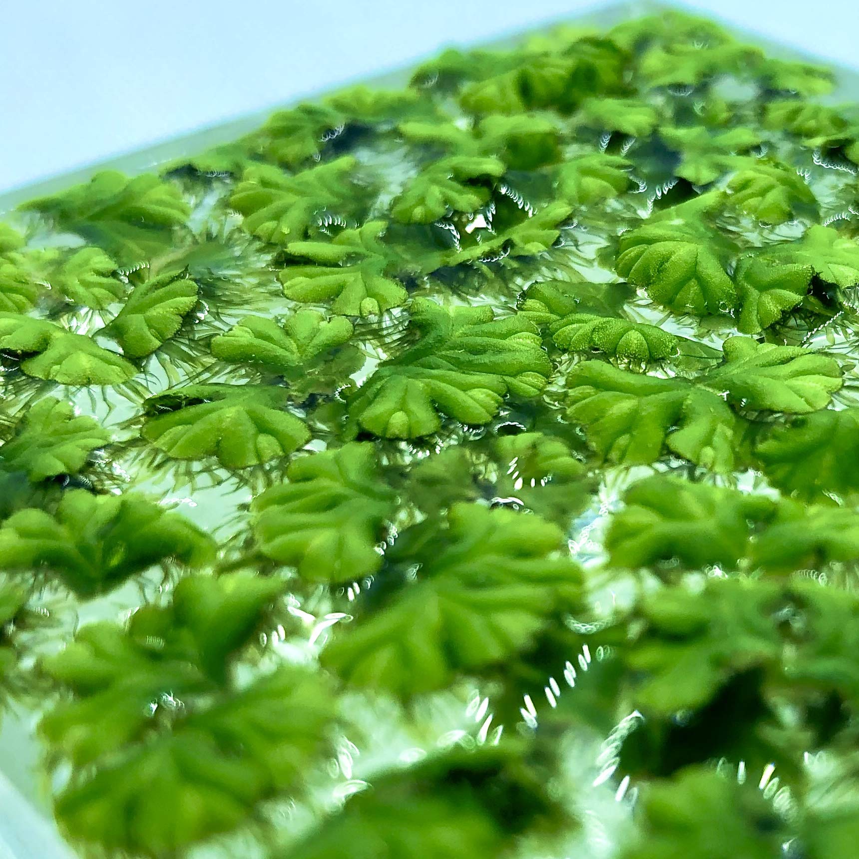 40+ Riccia Water Spangles Live Floating Aquarium Plants (Ricciocarpos Natans) - FREE Bonus Plant Included - Perfect for Fish Tanks, Shrimp Tanks & Aquatic Terrariums