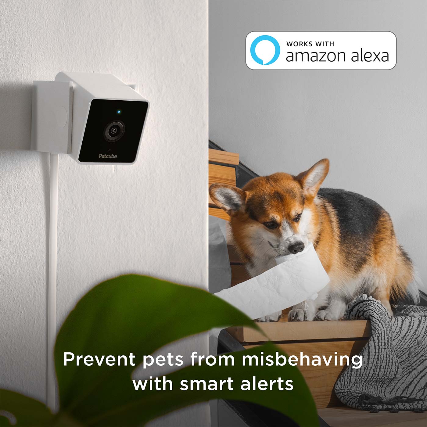 Petcube 2-Way Audio HD Pet Camera with Night Vision - Monitor & Talk to Your Dog or Cat at Home, Day or Night