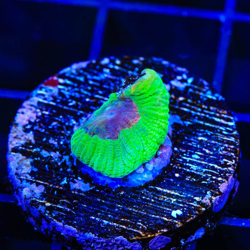 Premium CB Bubbleyum Favia Coral for Saltwater Aquariums - Vibrant Coral Frag for Reef Tanks, Marine Aquascaping & Coral Propagation
