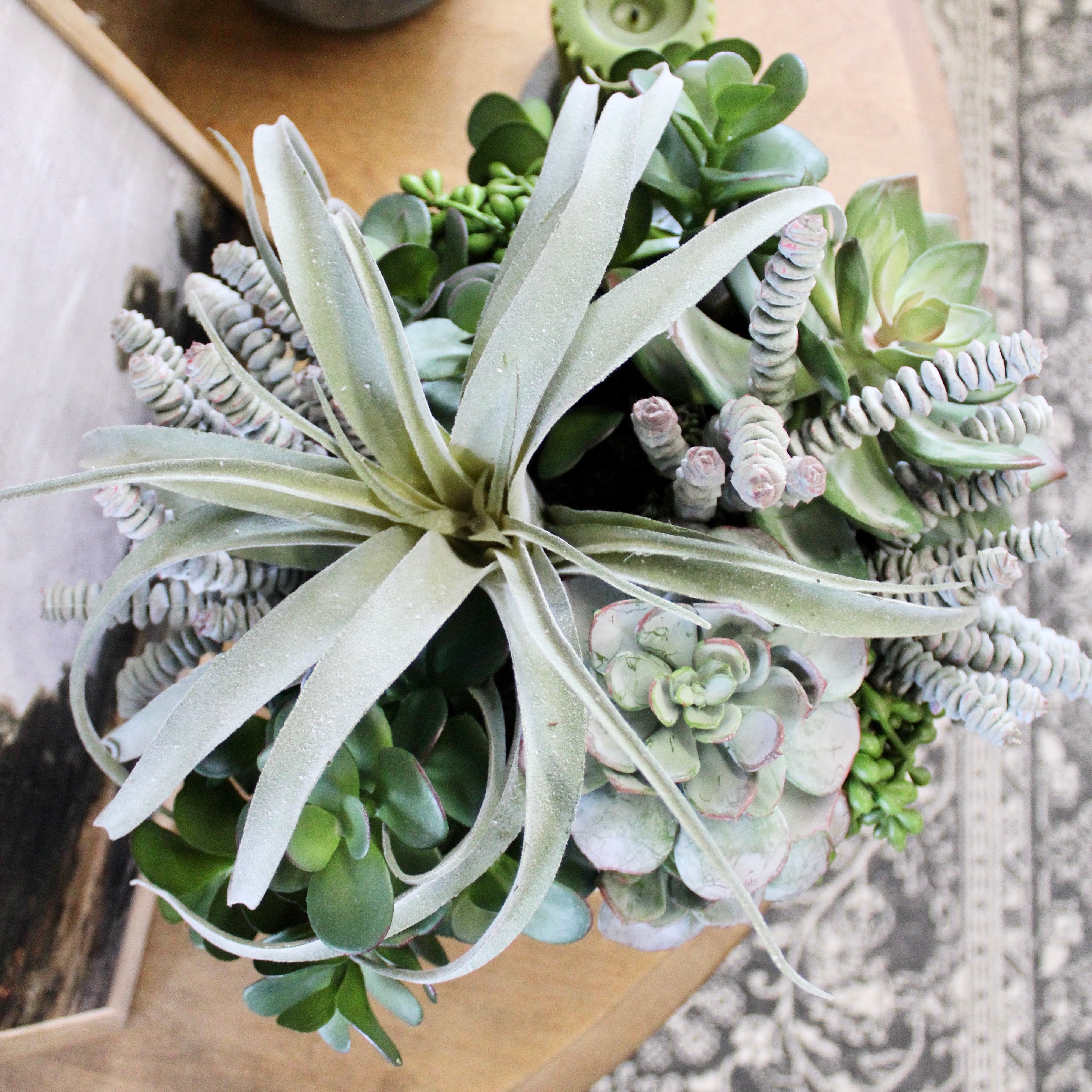 Air Plant & Triple Jade Mixed Succulent Arrangement - Low Maintenance Indoor Plants for Home Decor, Office Desk, and Gift Ideas