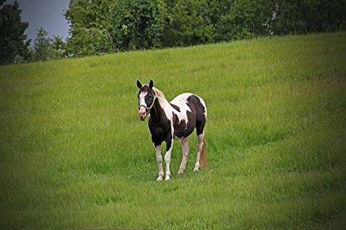 20x30 Inch Laminated Horse Poster - Vibrant Spotted Pinto Pony Art Print for Wall Decor | Perfect for Living Room, Bedroom, Nursery & Office | Durable & Framed Ready