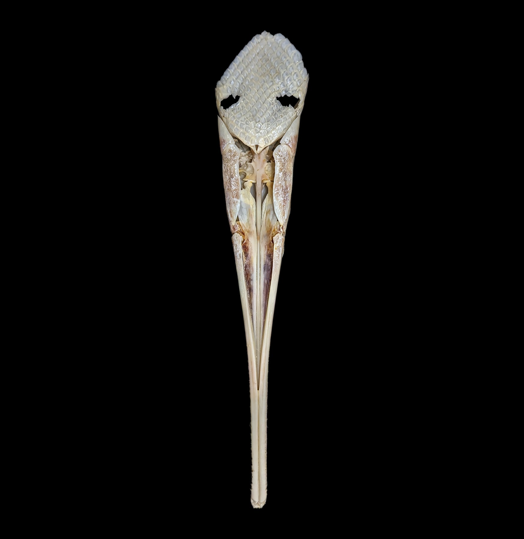 Longnose Gar Skull - Authentic Fish Skull Specimen for Collectors, Taxidermy & Science Education | Perfect for Home Decor, Classroom Display & Unique Gifts