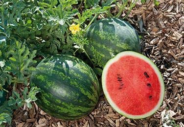 Mini Love Personal Size Mini Watermelon - Sweet & Juicy Bite-Sized Melons for Snacking, Fruit Salads & Healthy Desserts | Perfect for Picnics, Lunchboxes & Summer Parties