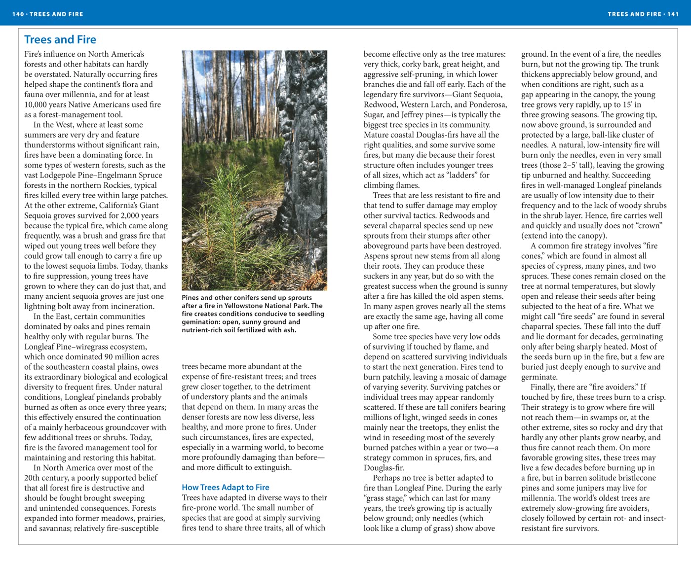 National Wildlife Federation Field Guide to Trees of North America - Comprehensive Tree Identification Book for Hikers, Campers & Nature Enthusiasts