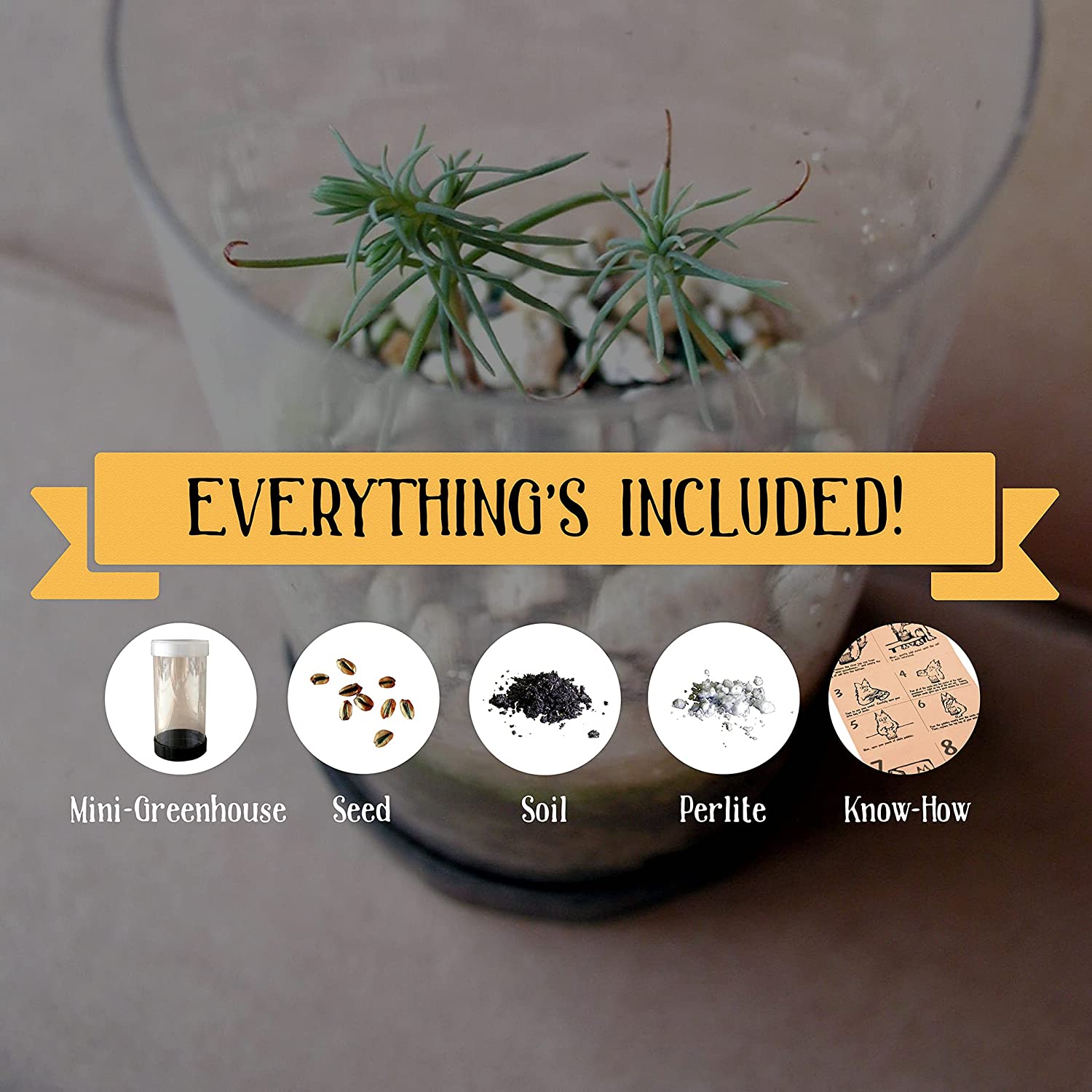 Cherry Blossom Seed Grow Kit - DIY Home Gardening for Beginners, Beautiful Pink Flowers - Perfect for Indoor Planting, Gifts, and Spring Decor