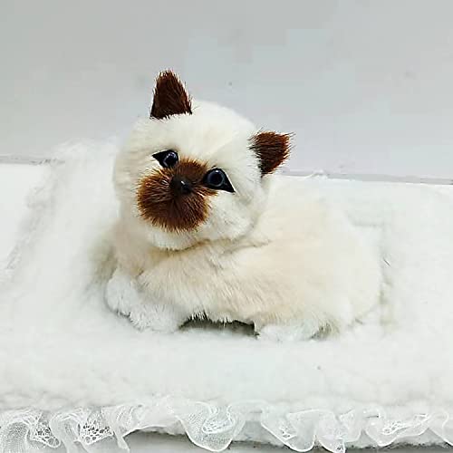 Siamese Cat-1