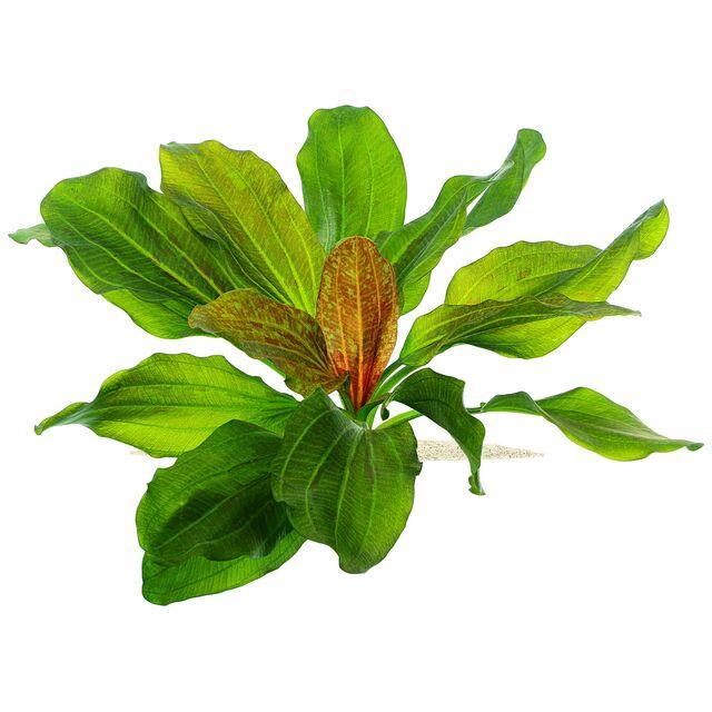 TCulture Echinodorus Hadi Red Pearl Aquatic Plant (Pot) - Perfect for Aquariums, Fish Tanks & Water Gardens