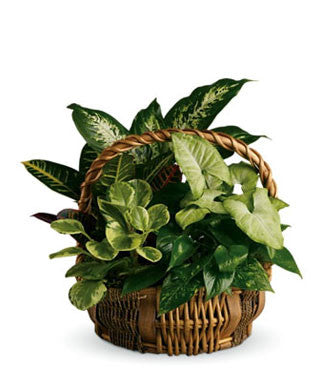 Emerald Garden Basket - Elegant Handwoven Storage for Home Decor, Picnics, and Gift Giving | Perfect for Indoor & Outdoor Use