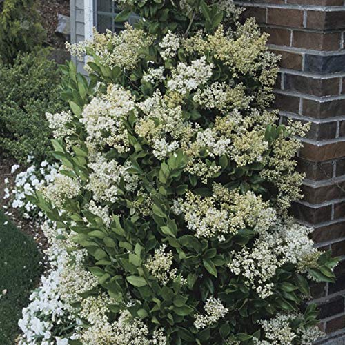 Ligustrum Waxleaf Privet - 12 Live Quart Size Plants - Evergreen Privacy Hedge for Landscaping - Perfect for Garden Borders, Fences, and Outdoor Privacy Screens