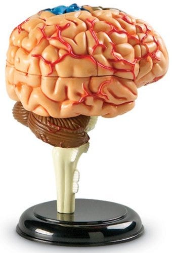 Human Brain Anatomy Model - Detailed 3D Educational Tool for Medical Students & Science Enthusiasts | Perfect for Classroom, Lab & Home Study