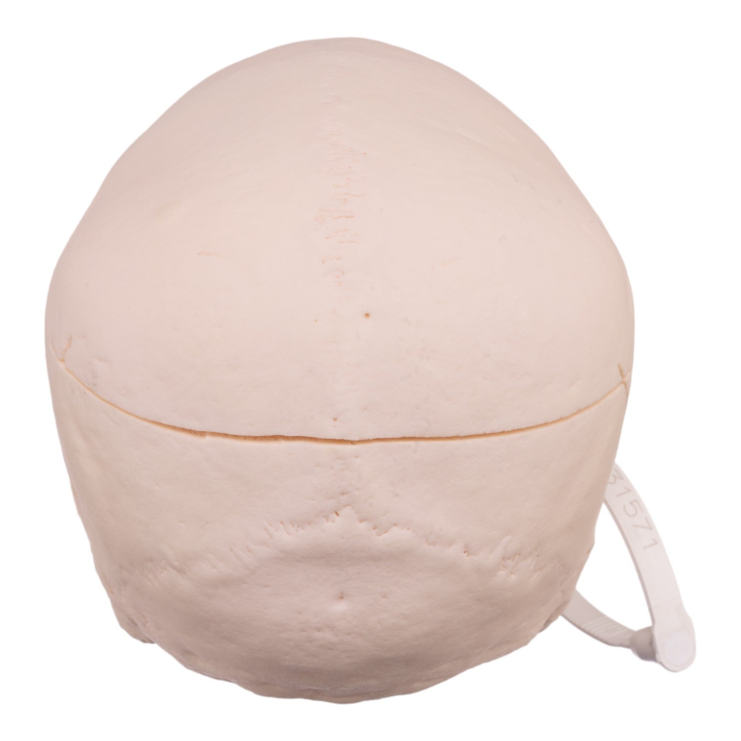 Authentic Human Skull Model for Medical Research & Education - Perfect for Anatomy Studies, Classroom Demonstrations & Halloween Decor