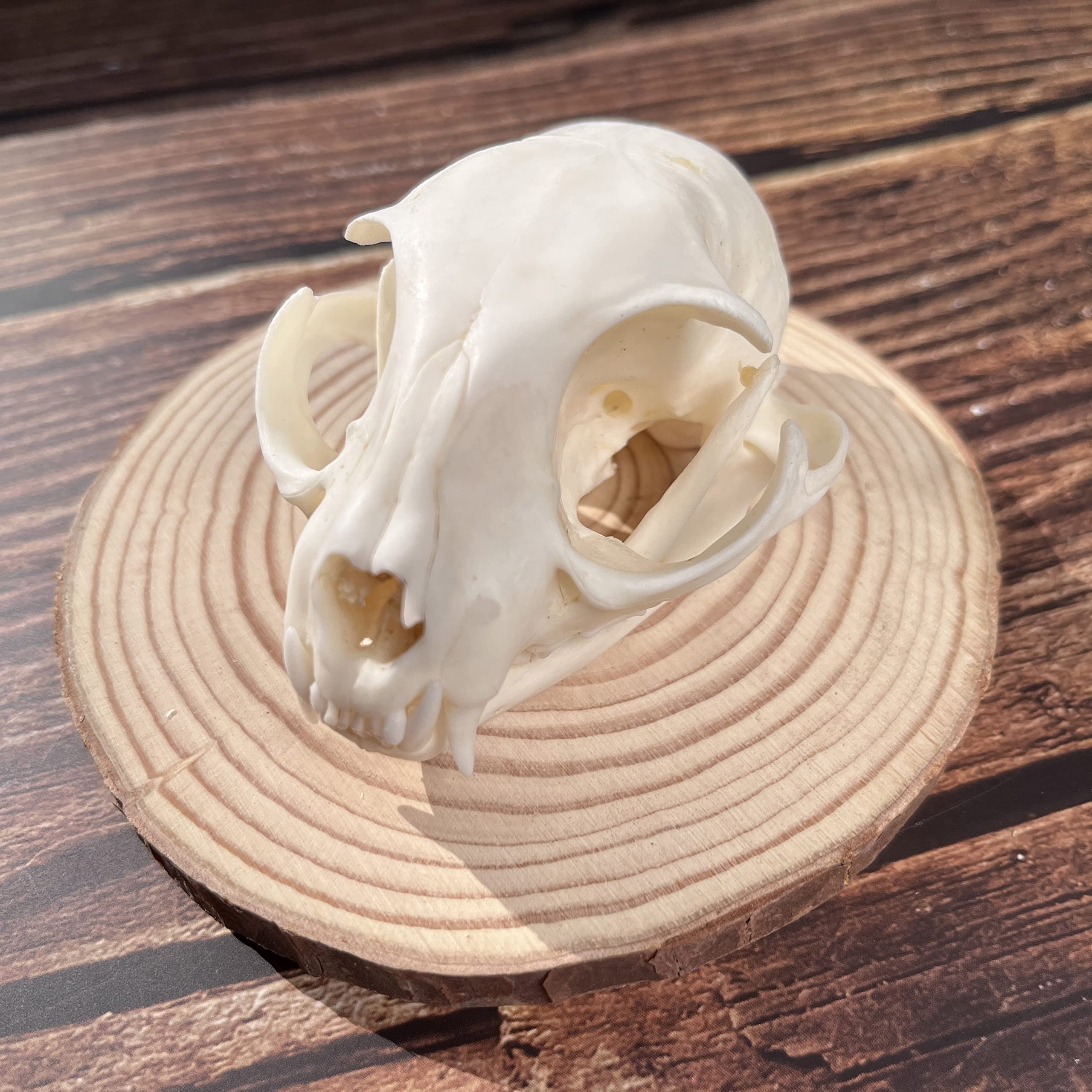 10PCS Real Animal Bone Cat Skull Collection - Authentic Craft Bones for DIY Projects, Gothic Home Decor, Halloween Props & Witchcraft Supplies - Perfect for Jewelry Making, Altar Displays & Dark Aesthetic Decorations