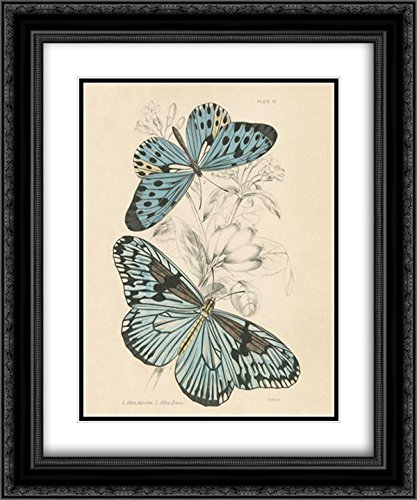 Wild Apple Portfolio 15x17 Black Ornate Framed Double Matted Museum Art Print - Assortment Butterflies II Wall Decor for Living Room, Bedroom & Office