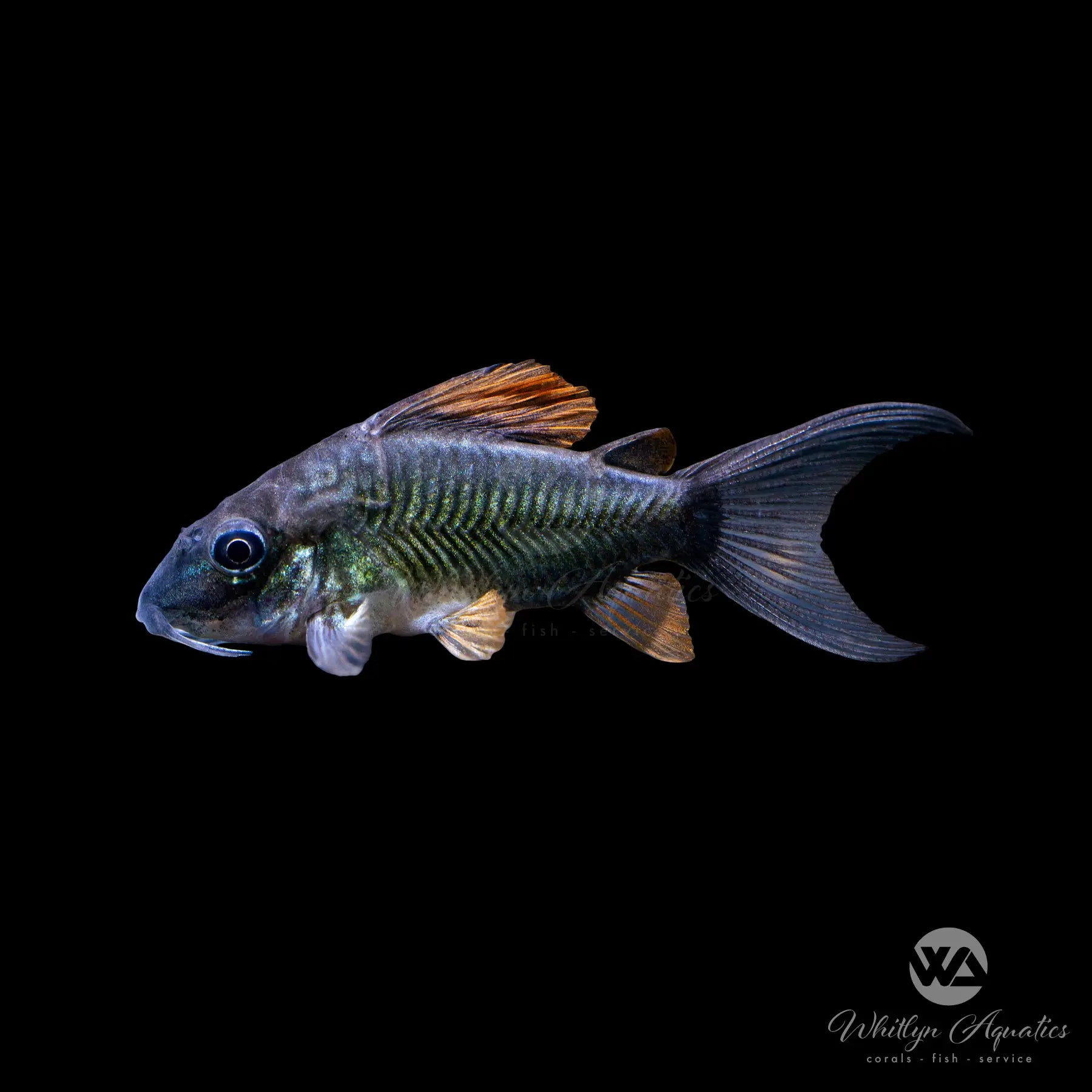 Pantanalensis Cory C005 Corydoras Catfish - Tropical Freshwater Aquarium Fish for Community Tanks & Planted Aquariums