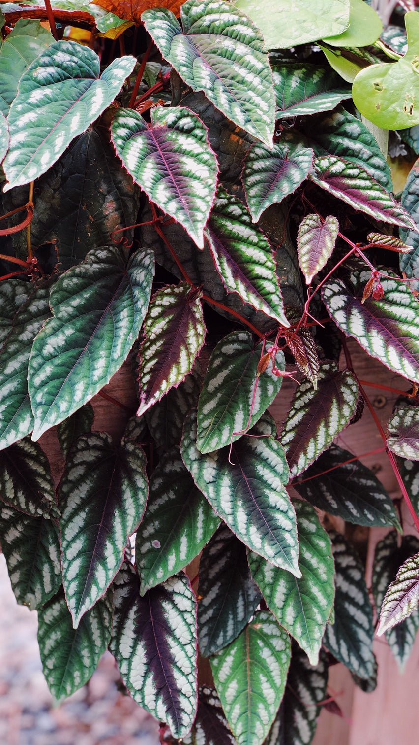 Cissus Discolor Rex Begonia Vine - 8 Inch Live Plant for Home & Office Decor | Indoor Hanging Basket & Garden Houseplant
