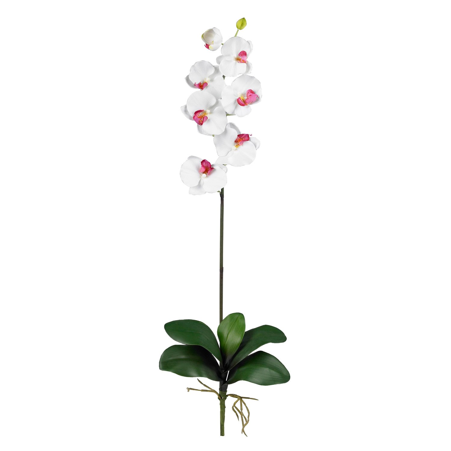 12 Pack Fresh Phalaenopsis Orchid Stems - Long-Lasting Elegant Flowers for Weddings, Home Decor & Special Events