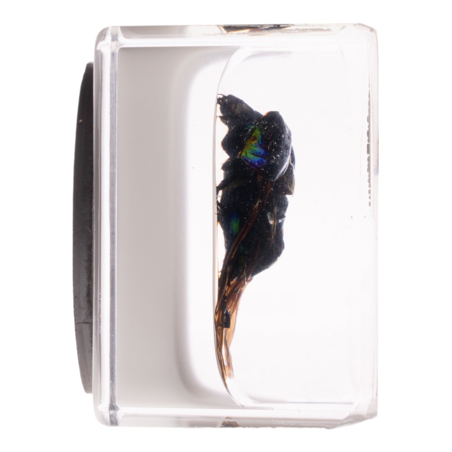 Real Green Rose Chafer Beetle Specimen in Clear Acrylic Cube Display with Strong Magnet - Perfect for Science Classrooms, Nature Collections & Unique Home Decor