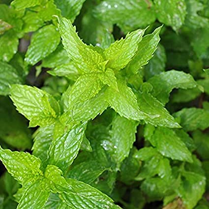 Spearmint Seeds - 50 Count Pack | Non-GMO Herb Seeds for Planting | Country Creek Acres Brand | Perfect for Home Gardens, Tea Making & Culinary Use
