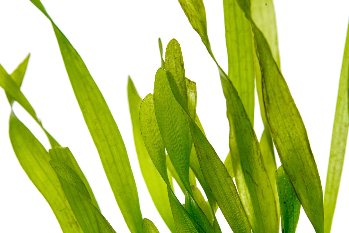 Vallisneria Torta Aquatic Plant for Aquarium - Live Freshwater Plants for Fish Tank Decoration - Perfect for Aquascaping and Natural Habitat Setup