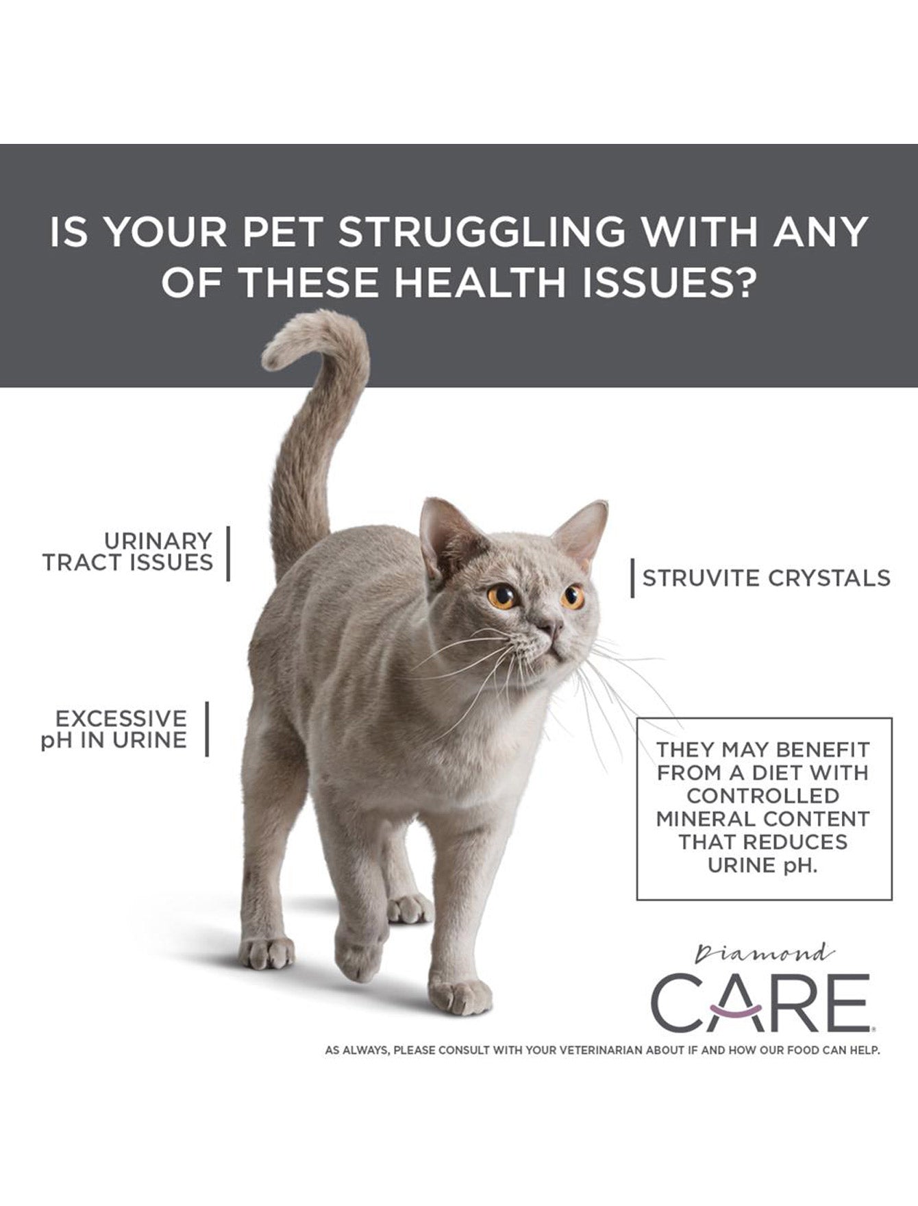 Premium Diamond Care Urinary Support Dry Cat Food for Adult Cats - 6lb Bag | Supports Urinary Tract Health | Ideal for Indoor Cats & Senior Felines