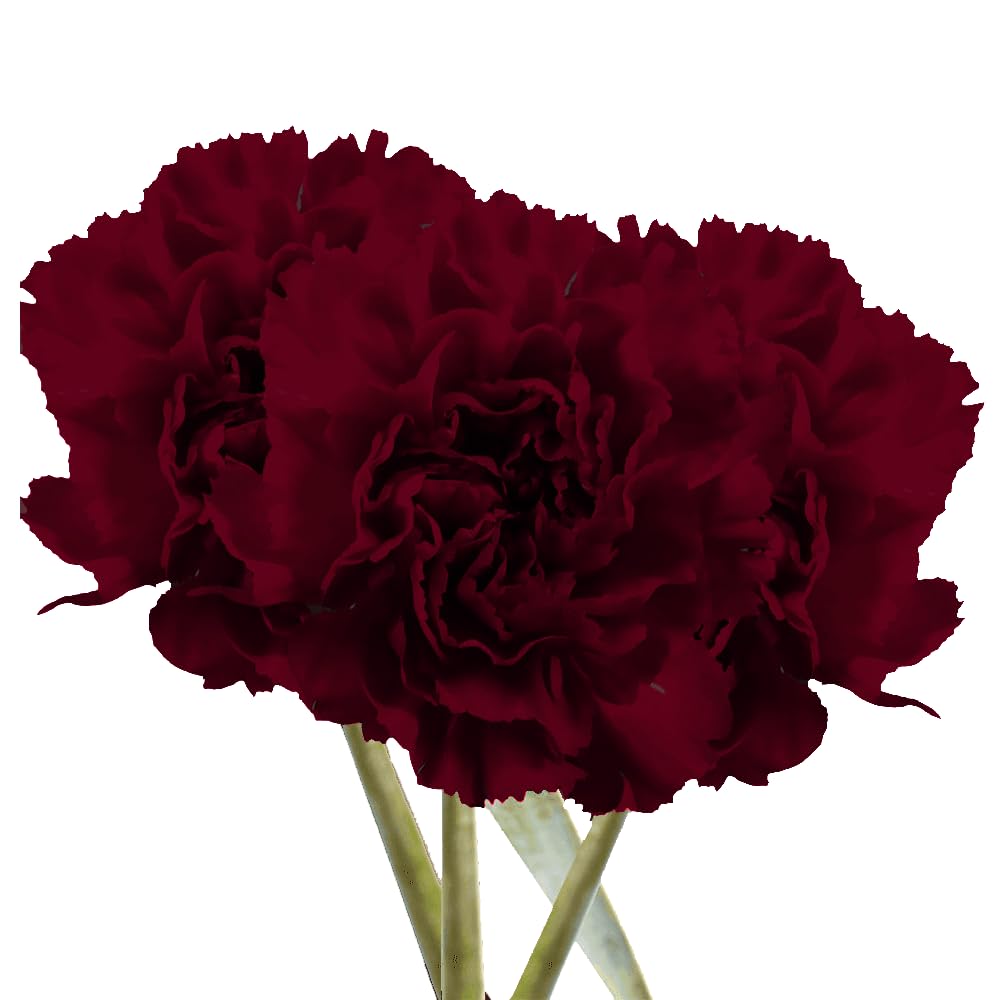 400 Fresh Burgundy Carnations Bouquet - Premium Wedding, Birthday, Anniversary & Bridal Shower Flowers - Home Decor & Gift Delivery - Perfect for Romantic Occasions & Special Events