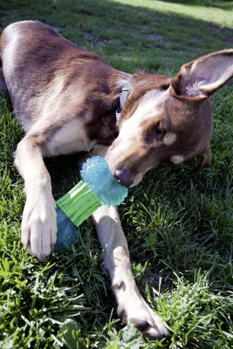 Dogit Design GUMI Dental Chew Toy for Medium Dogs - Teeth Cleaning & Chewing Toy for Puppies & Adult Dogs - Perfect for Indoor Play & Dental Hygiene