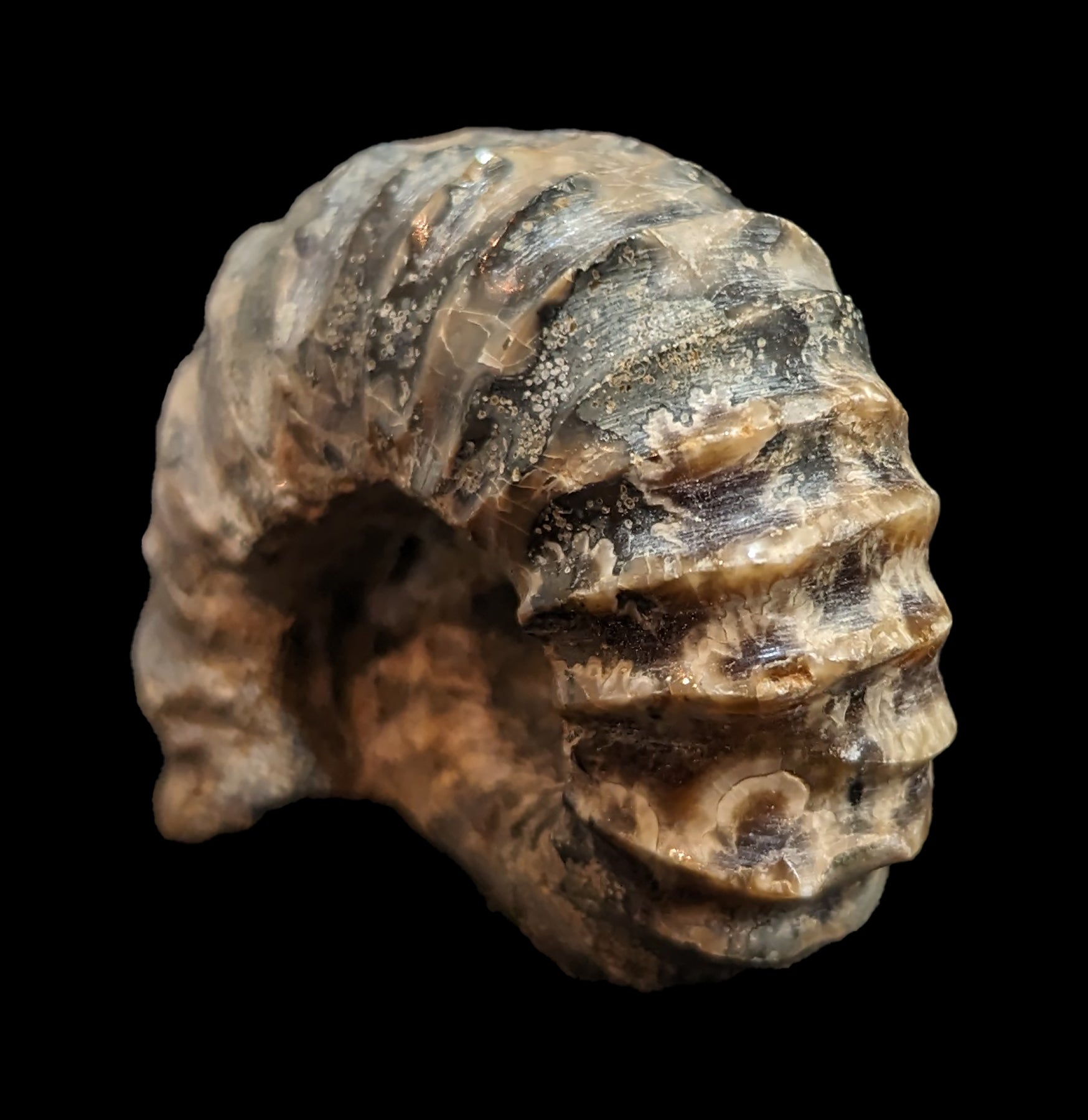 Authentic Douvilleiceras Inquinodum Ammonite Fossil - Rare Prehistoric Specimen for Collectors, Home Decor & Educational Displays