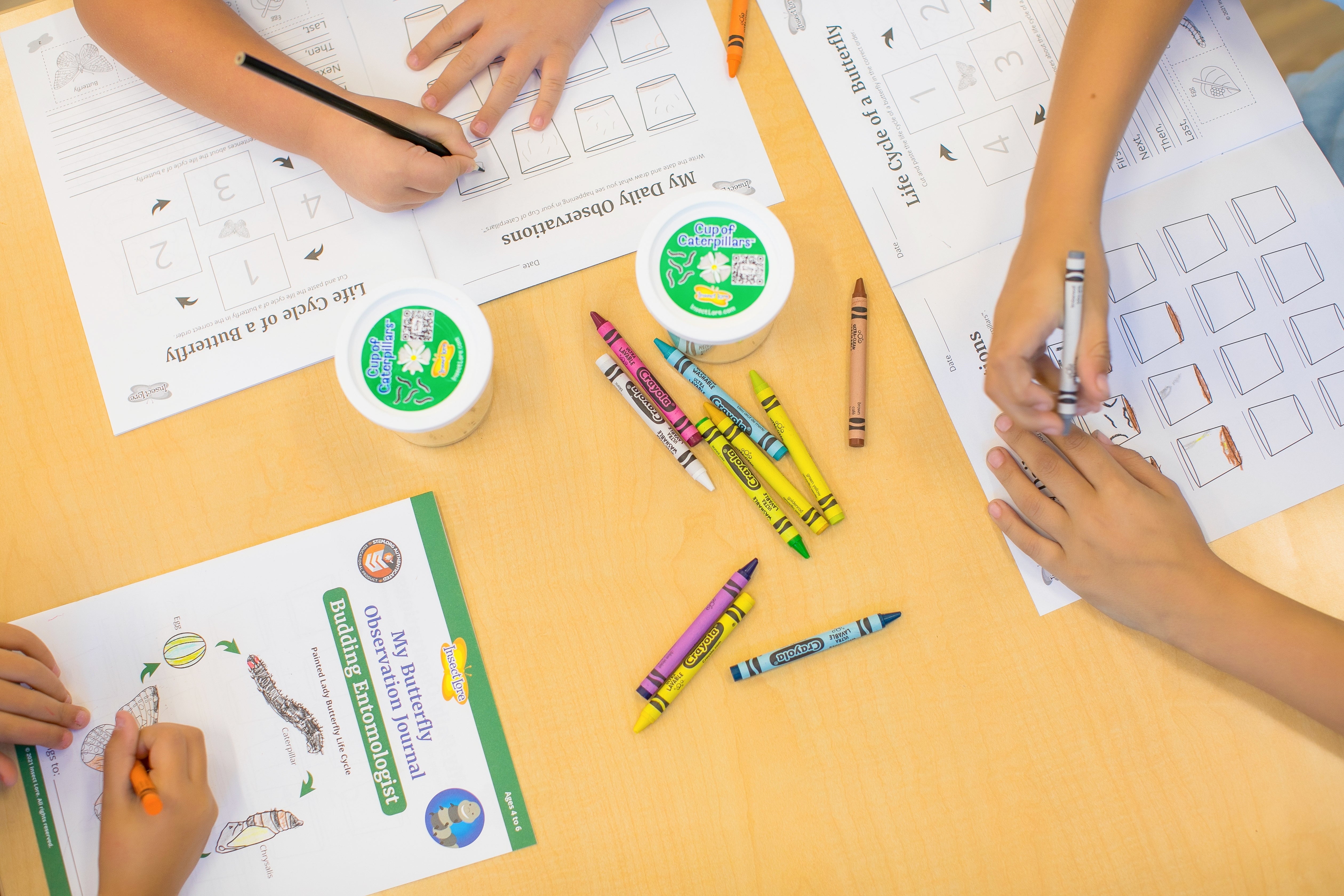 Insect Lore Butterfly Garden Kit with Live Caterpillars - Grow Your Own Butterflies at Home | STEM Educational Toy for Kids | Perfect for Classroom & Homeschool Science Projects
