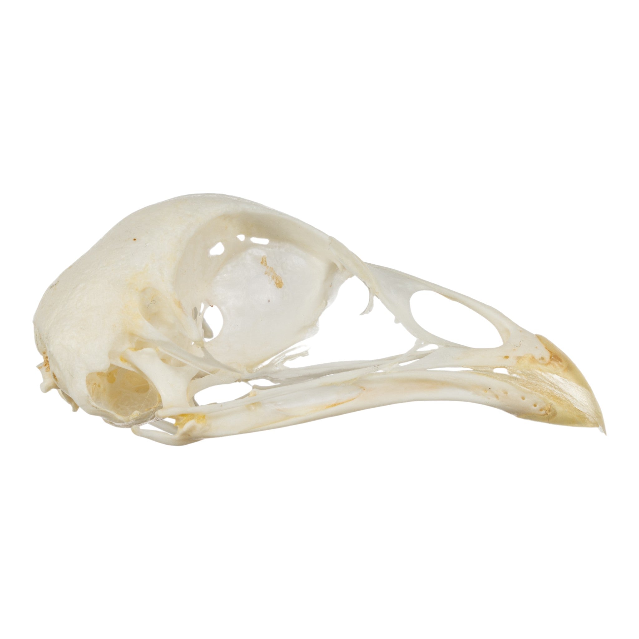Real Pheasant Skeleton Disarticulated - Premium Quality Bird Bones for Science, Education & Taxidermy Use