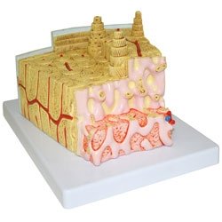 Plastic Human Bone Structure Model - Detailed Skeleton Anatomy for Medical Students, Doctors & Science Education - Perfect for Classroom, Lab & Study Use