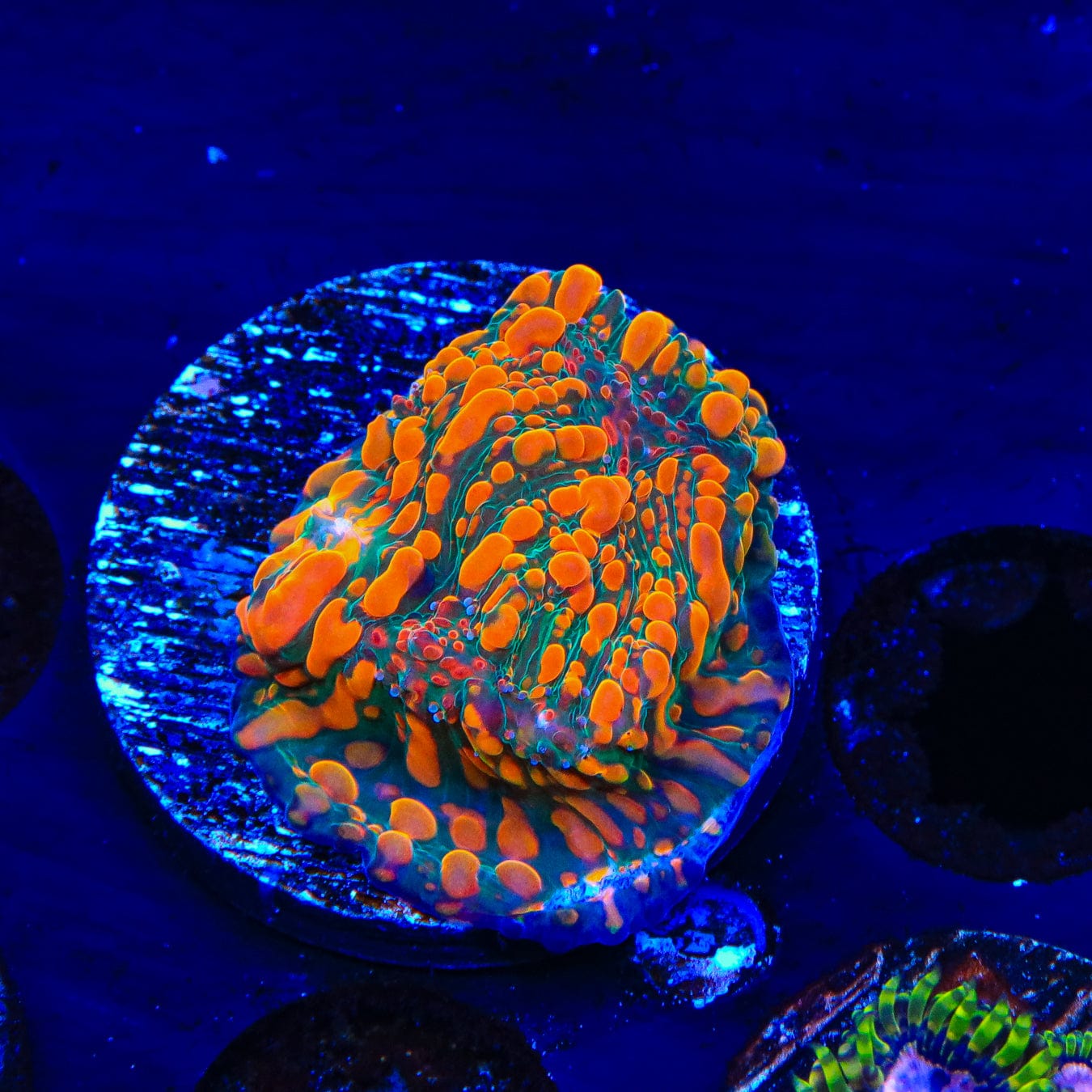 Premium CC Cloudberry Chalice Coral for Saltwater Aquariums – Vibrant Coral for Reef Tanks & Marine Displays