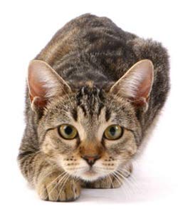 Premium Senior Cat Vitamins with Vitamin E - Mineral Supplement Chews for Older Cats - 90 Tasty Treats (1 Bottle) - Supports Joint Health & Immunity for Aging Felines