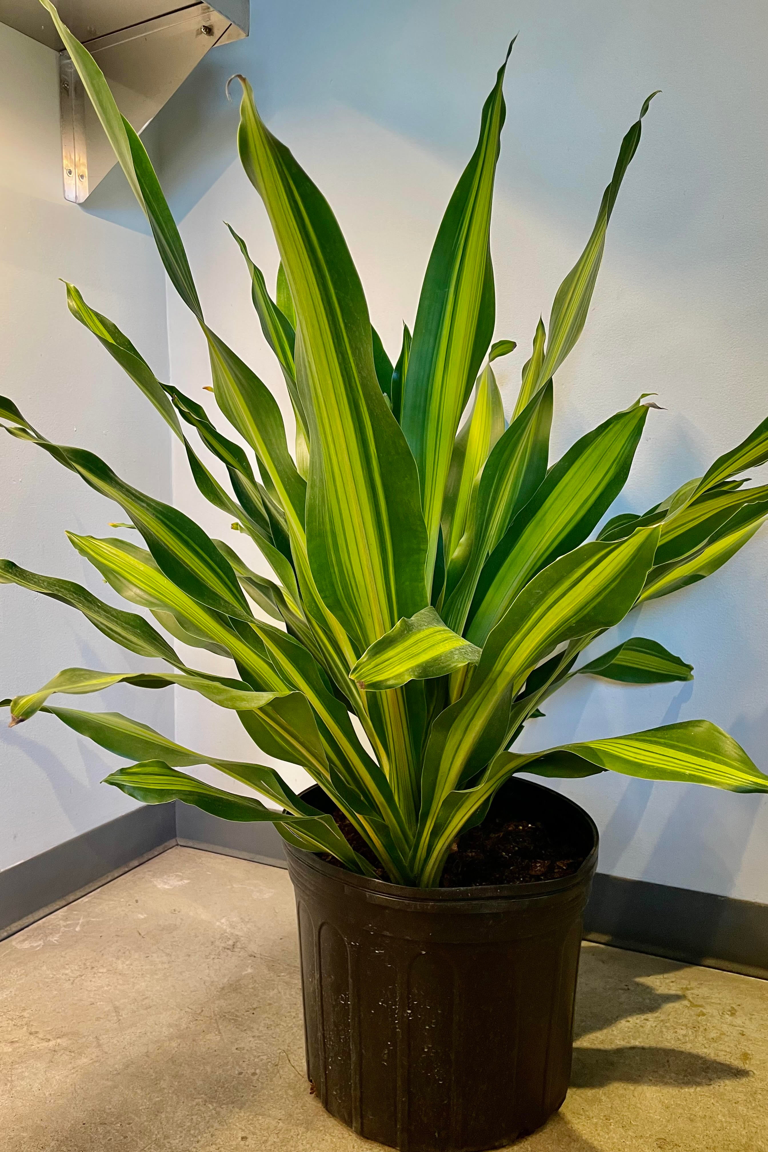 Dracaena 'Giganta' 14