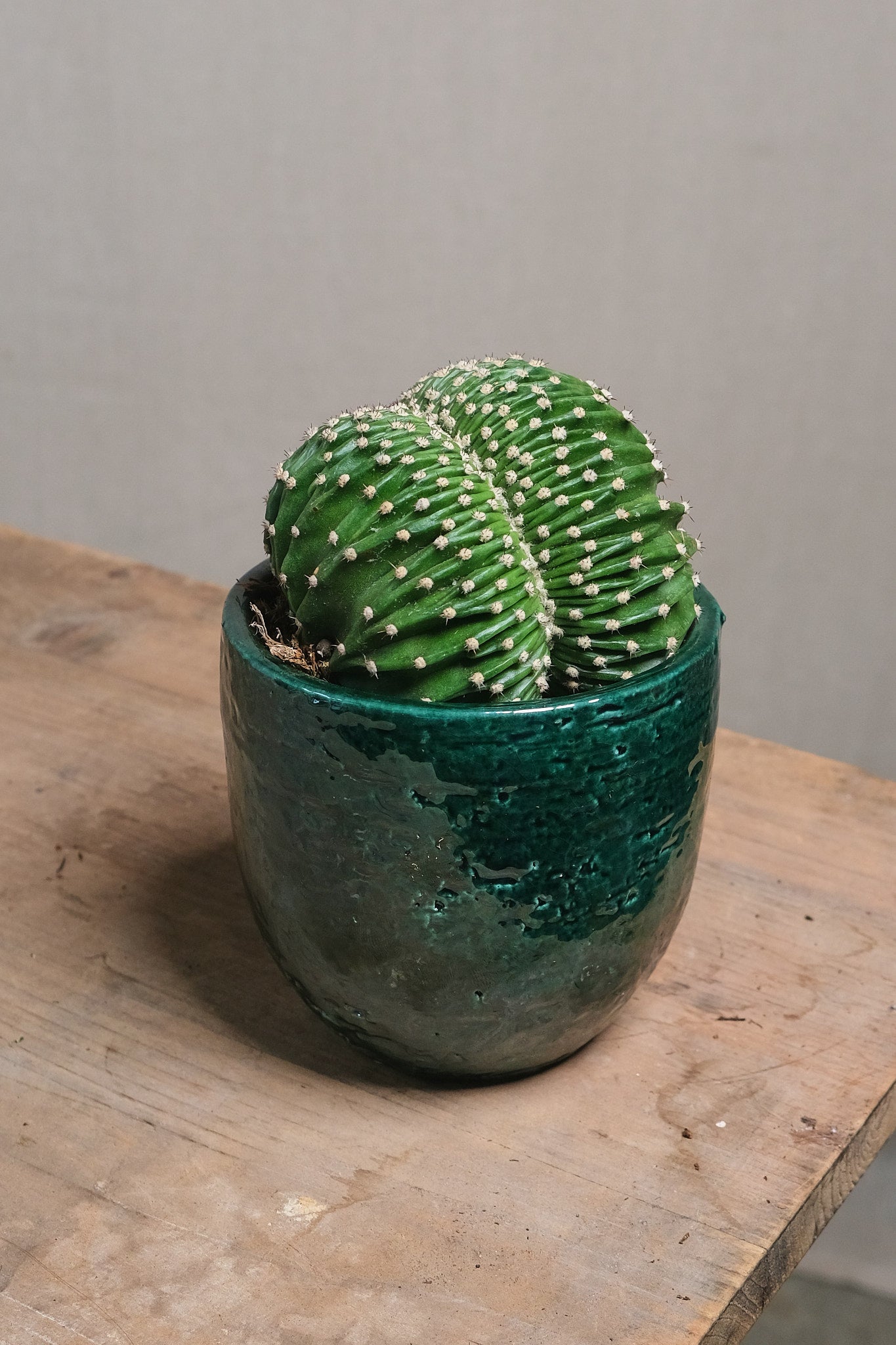 Echinopsis Eriesii Cristata - Rare Crested Cactus for Sale | Unique Succulent for Home Decor, Office Desk & Garden Collection