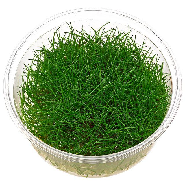 TCulture Eleocharis Parvula Dwarf Hairgrass (TC Cup) - Perfect for Aquascaping, Nano Tanks & Freshwater Aquariums